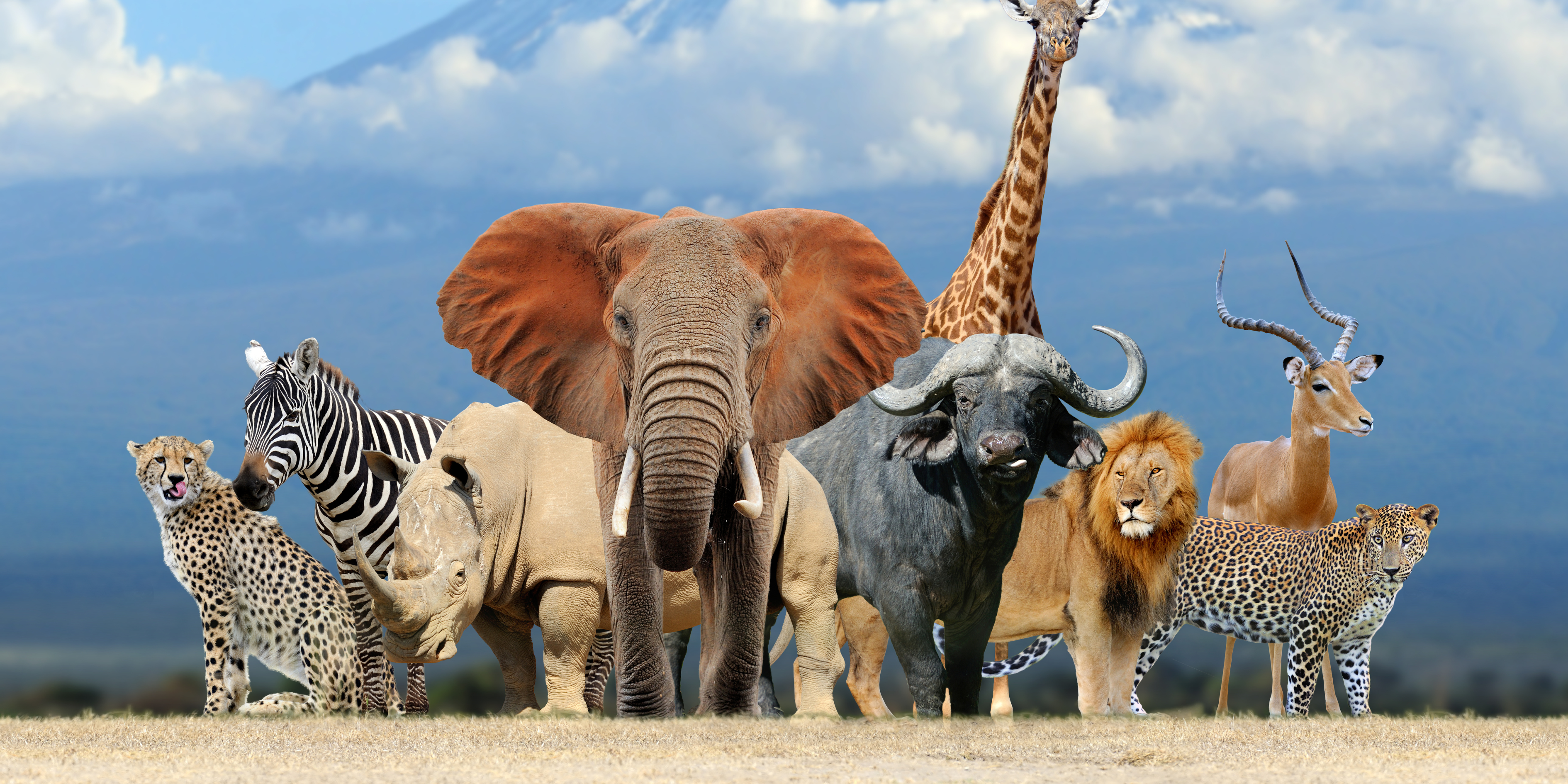 Safari